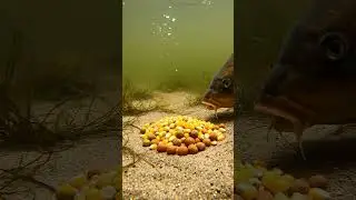 🔥 Fishing & Camping 18 2K Fishing & Camping 190 2K (197) - You Won't Believe This! ✨