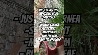 My top secret Herbs for managing PCOS and hormonal imbalance  #pcos #pcod #pcostreatment