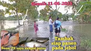Banjir gresik banyak tambak jebol mancing di sungai dapat banyak ikan mas nila bader bandeng babon