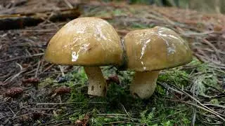 London Nature 16-Oct Deadly Beauty: Amanitas in Autumn
