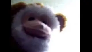 Clarence the Monkey
