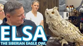 Эльза, сибирский филин 🦉 хвастается