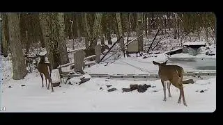 We need to modify the chicken wire to stop deer from getting on the ice