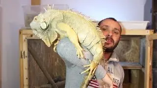 Ep. 101 - De ce nu Iguana?