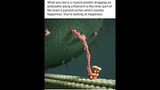 Happiness is literally an inside job