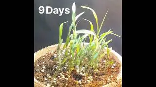 Sorghum Seeds Germinating _ TimeLapse #timelapse #shorts