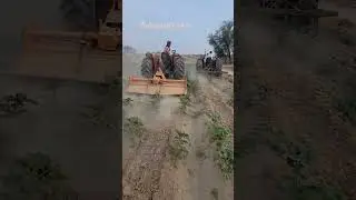 Cotton farming in Punjab Pakistan || best cotton management||#farming #agriculture