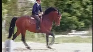Premier de Falaise, Entier Selle Français de 6 ans