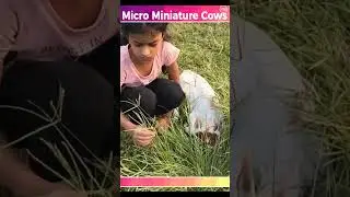 Mini Cow lost in the grass #shorts #youtube #cow #cute #mini #krishna #india #new #viral #wow