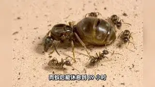  How do ants sleep?   蚂蚁是怎么睡觉的？