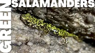 HERPING FOR GREEN SALAMANDERS | Filming Green Salamanders in West Virginia