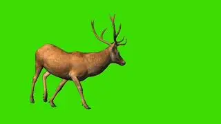 Deer || Deer Green Screen || Deer walk || deer green screen || green screen deer walk || #Deer ||