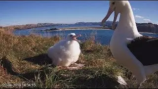 Royal albatross~The big little Girl gets food~14:34 2019/04/22