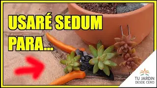 💛 ¡Composición con Suculentas del género SEDUM! 🌱 [Hacer un centro con Plantas Crasas]