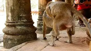 OMG!! what happen Sweet pea doing / Why Sweet pea do like this ??
