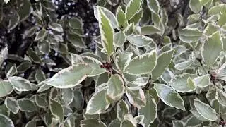 Black matipo (vareigated) - twigs, buds & leaves - January 2026