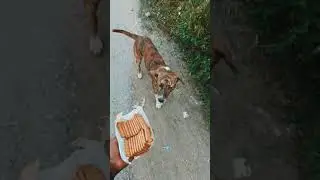 🤍feed dog's 🥺🐶 #shorts #viral #youtubeshorts