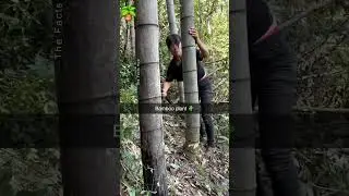 #bamboo #plants #facts #farming #garden#shorts #china #farming#viral #viralshort #lucky #trending 🪴