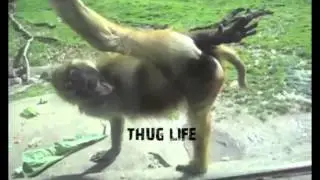 Thug Life | A$AP ROCKY | 1DAFUL G-HOUSE Remix | Lord Pretty Flacko Jodye