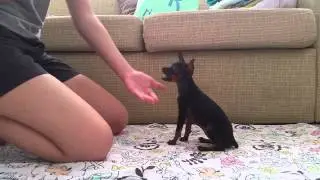 Adestrando pinscher de 3 meses! Zuca e seus truques