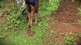 Garden Prep: Hoeing to Remove Weeds and Tidy the Plot _FarmersLife _Shorts