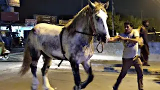 Zuljanah Ashal Badshah Matwali zahid