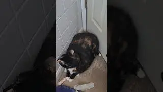 Fat cat stealing the vent #cat #funnycats #catshorts #adoptdontshop #shorts #KittyKitty