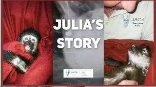 The heartbreaking story of Julia, one of the many victims of an illegal wildlife trafficking ring.