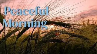 Barley Field at Dawn 🌾 | 5 Hours of Pure Nature Sounds for Sleep & Relaxation