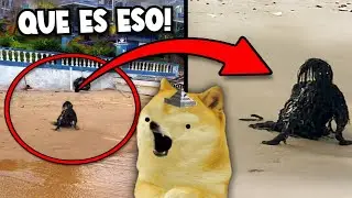 Randonautica has to stop! - Games with Cheems