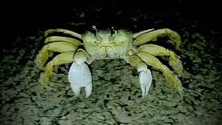 Night Of The CRABS - Blue Crabs, Ghost Crabs, & MORE!