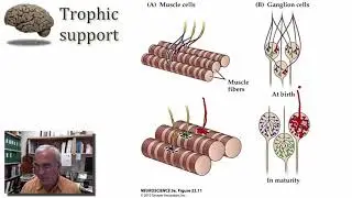 Construction of Neural Circuits part 4