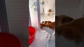 Cute Cats 😸 New Funny Cats 2024 🐱 # Episode 2576