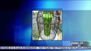Pest control product traps birds - Images may be disturbing to some viewers
