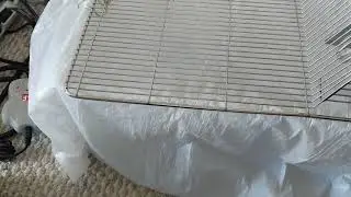How to treat a Rat with respiratory infection - Baytril + Racepinephrine nebulizer