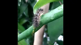 my 1st mistake, vanilla vines stressing!