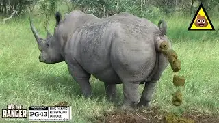 Territorial Triumph: Witness A Majestic Southern White Rhino Bull Defining His Domain!