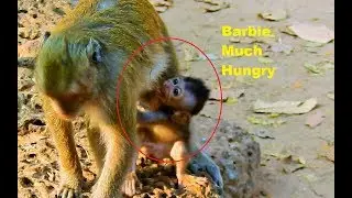 So pity!! Baby BarBie Crying Angry mom no milk/ why Blacky no milk for her Baby
