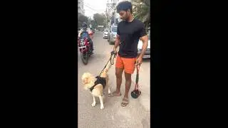 Every Dog Owner NEEDS This Game-Changing Poop Scooper! 🐶💨 (No More Mess!) #hyderabadpetlovers