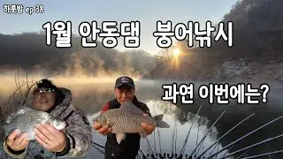 1월 안동댐 ~ 얼음이 얼지 않는  #붕어낚시  핫한 포인트