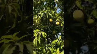 Exploring the mango farm in Hatta, on a captivating journey. #nature #farmexperience #discovernature