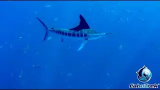 Striped Marlin Migration in Baja California Sur - CaboTrek