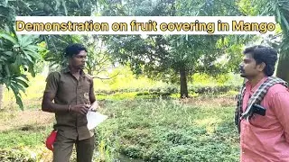 Demonstration on fruit fly control by covering the mango fruit 
