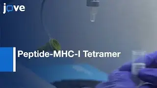 Peptide-MHC-I Tetramer Staining for Analysis of SIV T cells | Protocol Preview