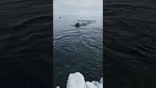 Bowhead whale on the edge