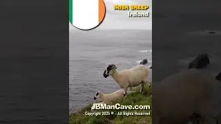 IRISH SHEEP in IRELAND JBManCave.com #Shorts