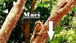 How Get Down From High Tree Quickly, It Is Funny Of Maci That slides From High tree So Fast.