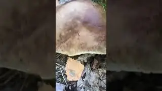 Finding wild mushrooms in the forest