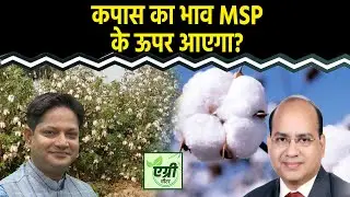 Cotton Price Outlook: कपास में आगे तेजी आएगी या मंदी? । Agri Meter