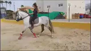 HESPERIO  Cheval travaill&eacute; les deux r&ecirc;nes dans la m&ecirc;me main